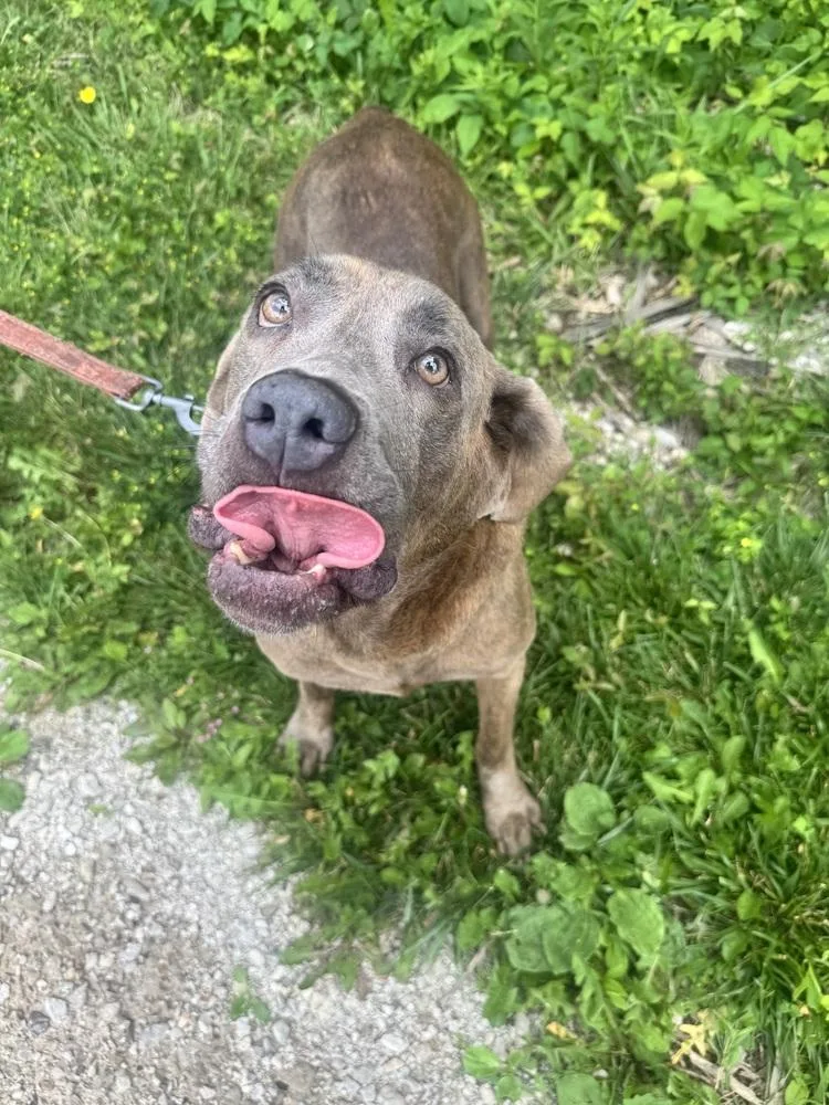 A senior large-sized female Brindle Cane Corso dog named Jean for adoption in Mansfield, OH