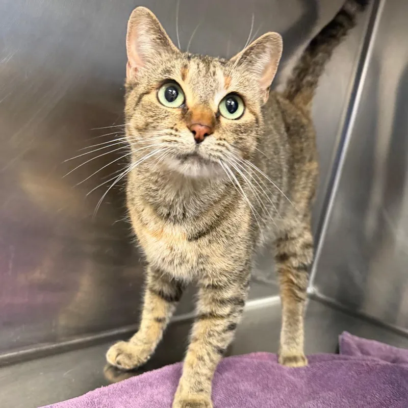 An adult medium-sized female Brown / Chocolate Domestic Short Hair cat named Chaos Queen for adoption in Martinsville, VA