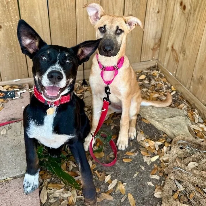 A baby medium-sized female Yellow / Tan / Blond / Fawn Labrador Retriever dog named May Flowers May Steal for adoption in Friendswood, TX