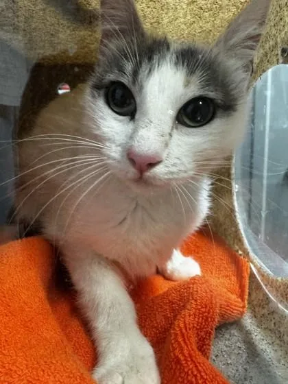 An adult small-sized female Domestic Short Hair cat named Delilah for adoption in Roseville, CA