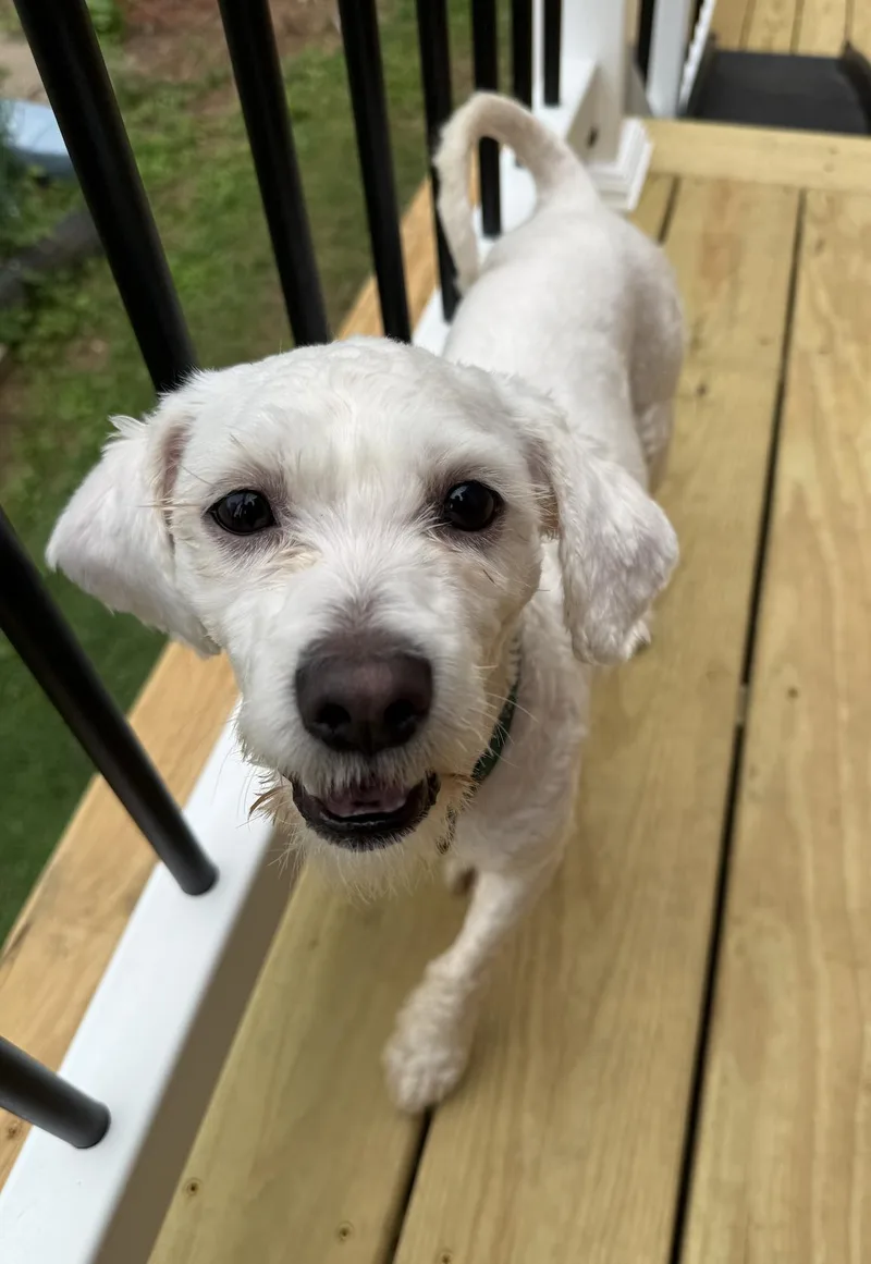 A young small-sized male Maltese dog named Gizmo for adoption in Portland, ME