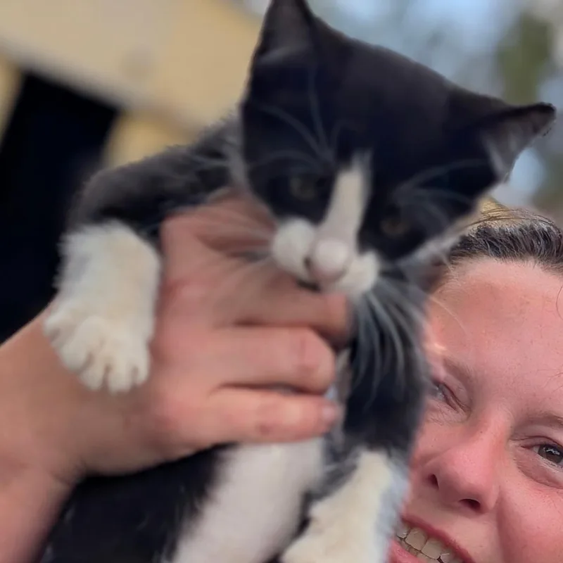 A baby small-sized female Black & White / Tuxedo Domestic Short Hair cat named JanetJackson for adoption in Marshall, TX