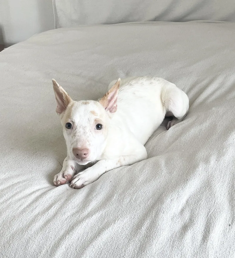 A baby small-sized male Chihuahua dog named Wonderful Clark for adoption in Burlington, NC