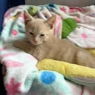 A baby small-sized female Buff / Tan / Fawn Domestic Short Hair cat named Clove for adoption in North Myrtle Beach, SC