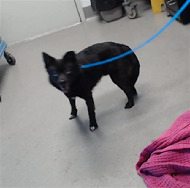 An adult small-sized male Pomeranian dog named Uno for adoption in San Francisco, CA