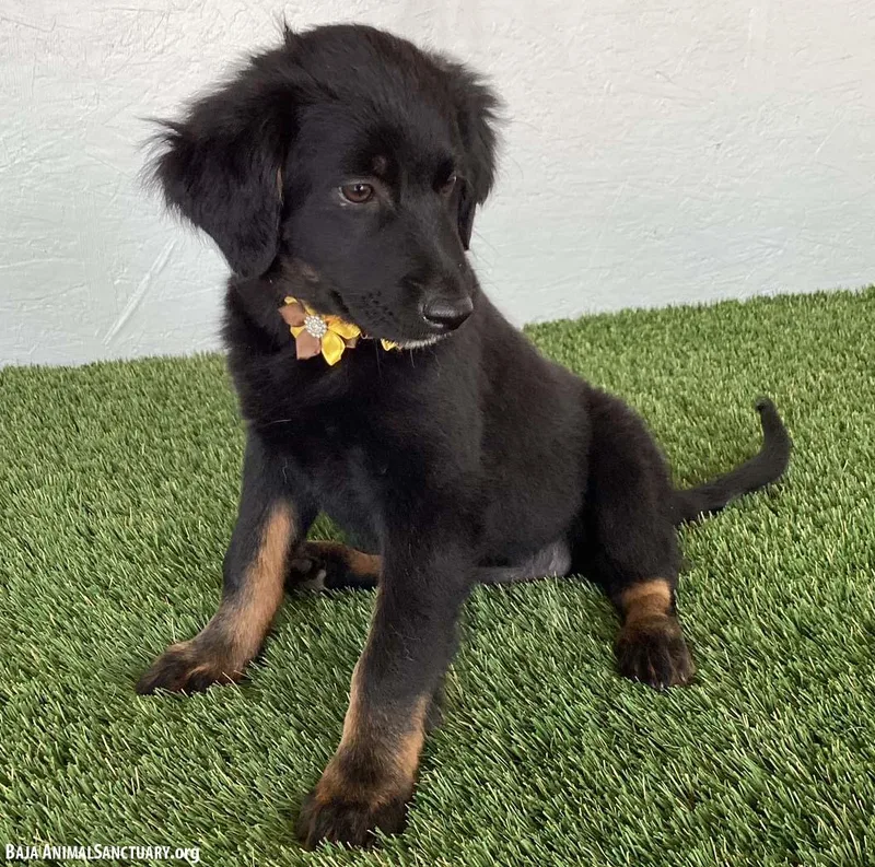 A baby medium-sized female Black Flat-Coated Retriever dog named Teegan for adoption in San Diego, CA