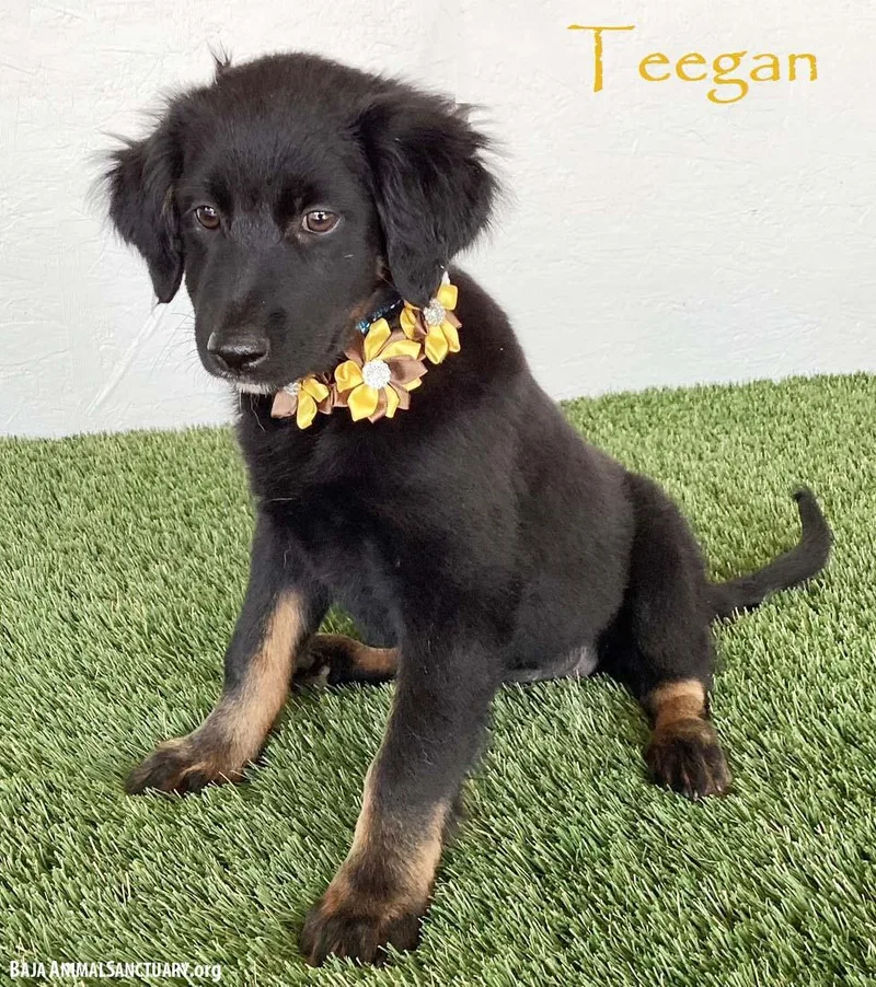 Teegan thumbnail 3