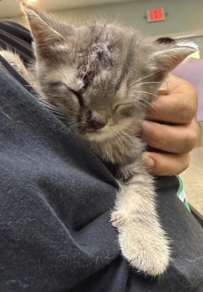 A baby small-sized male Domestic Short Hair cat named Grayson for adoption in Greencastle, IN