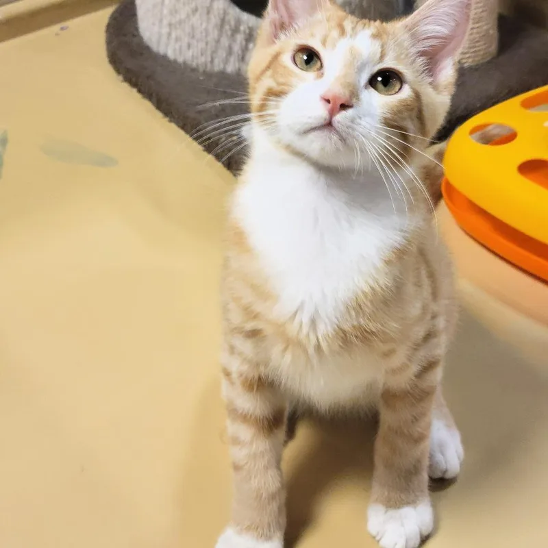A baby small-sized male Domestic Short Hair cat named Chaucer for adoption in Fairfax, VA