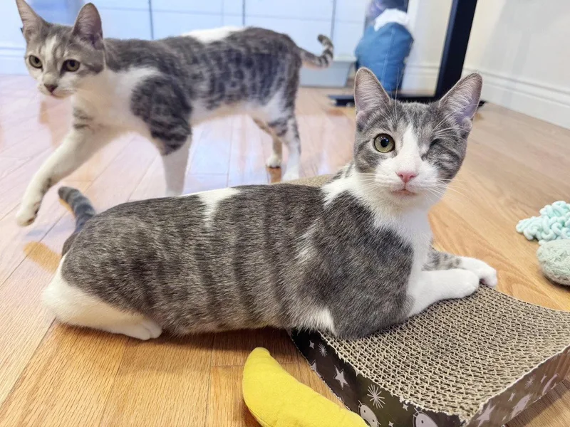 A young medium-sized male Tabby cat named Flint for adoption in Alameda, CA