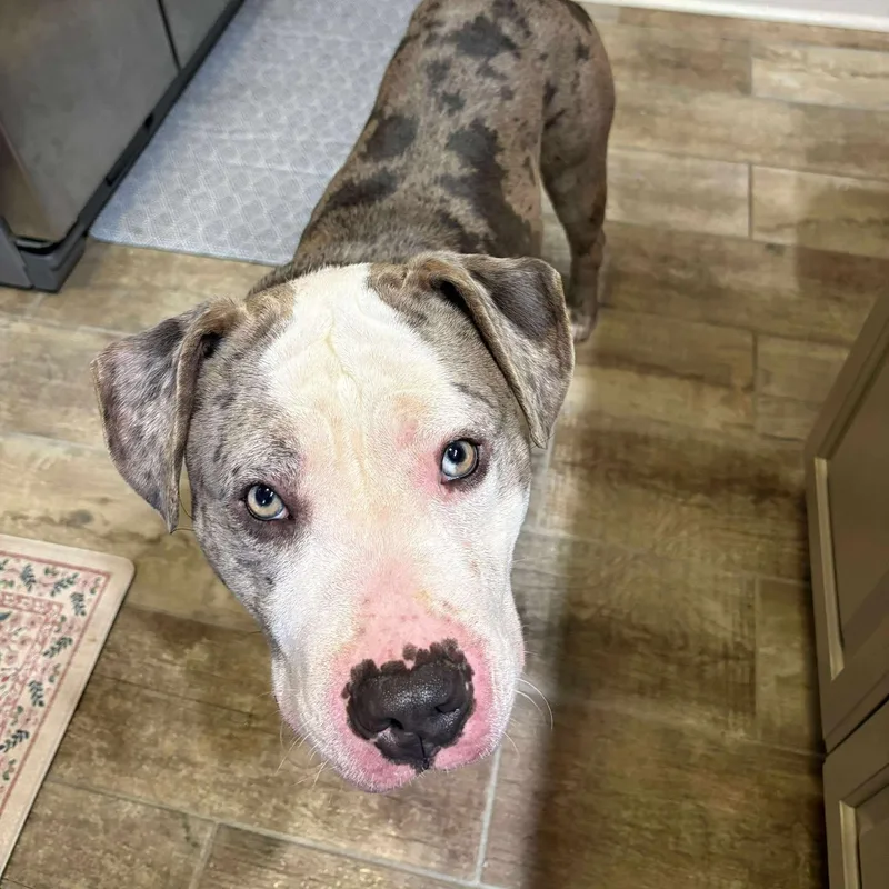 A young large-sized male Mixed Breed dog named Phoenix for adoption in Northwood, NH