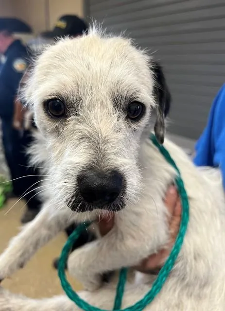A young small-sized male Terrier dog named Pongo for adoption in Riverside, CA