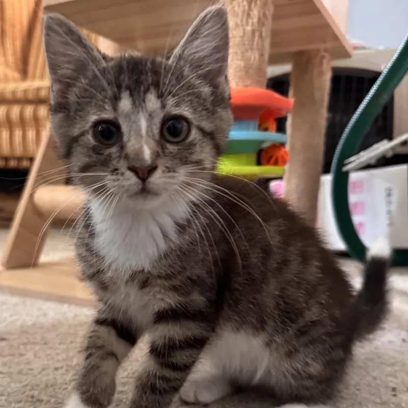 A baby small-sized female Black Domestic Short Hair cat named Marsha for adoption in La Grange, KY