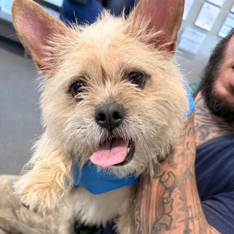 An adult small-sized female White / Cream Mixed Breed dog named Ruffles for adoption in Allentown, PA