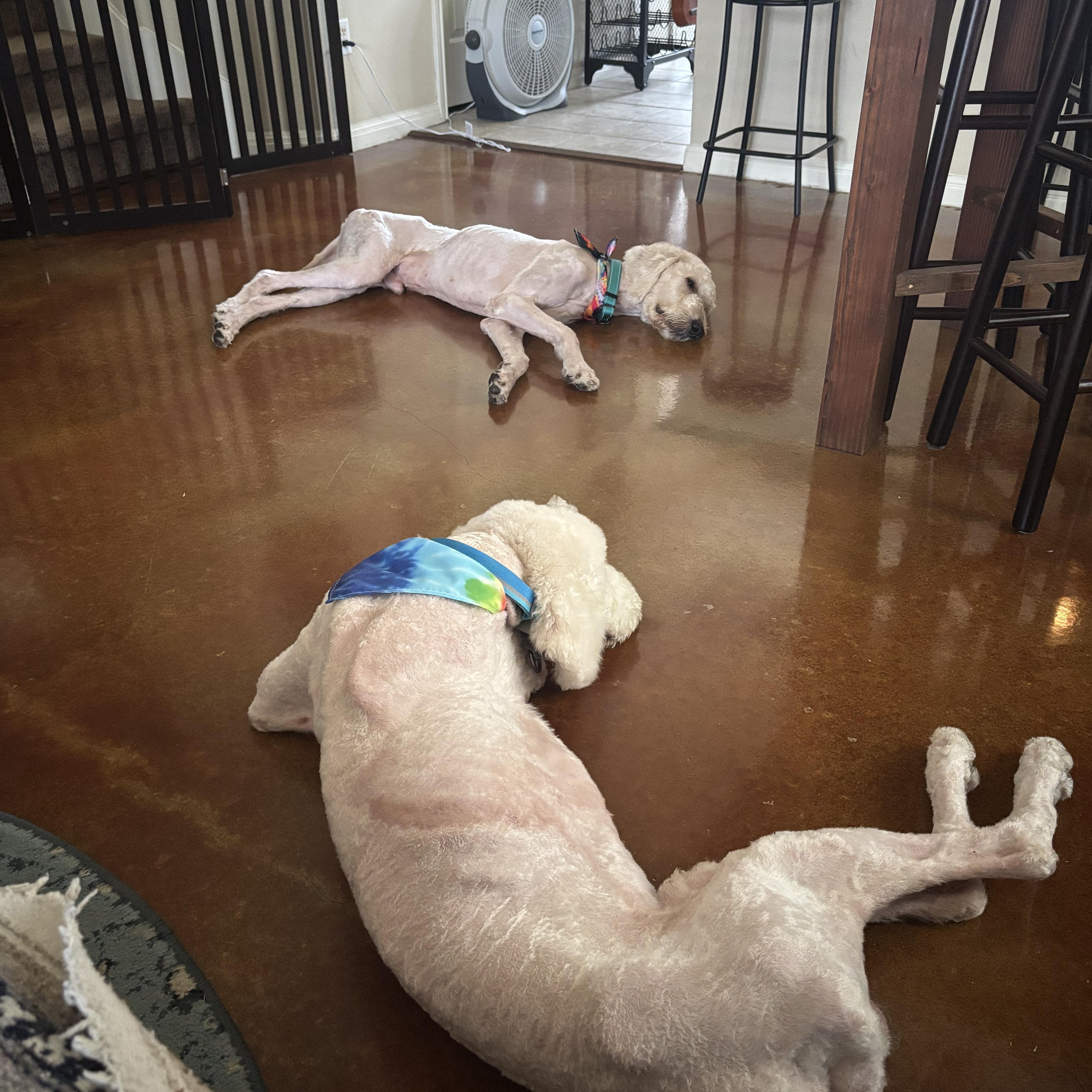 An adult large-sized male Apricot / Beige Goldendoodle dog named Kennedy for adoption in Austin, TX
