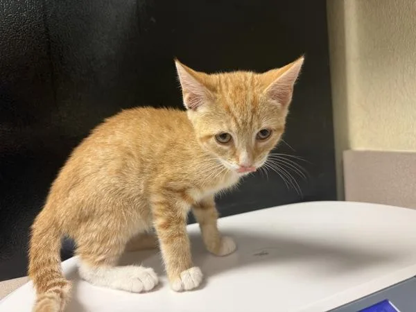 A baby small-sized male Domestic Short Hair cat named Toothless for adoption in Salisbury, MD