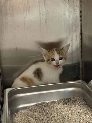 A baby small-sized female Domestic Short Hair cat named Numi for adoption in Port Saint Joe, FL