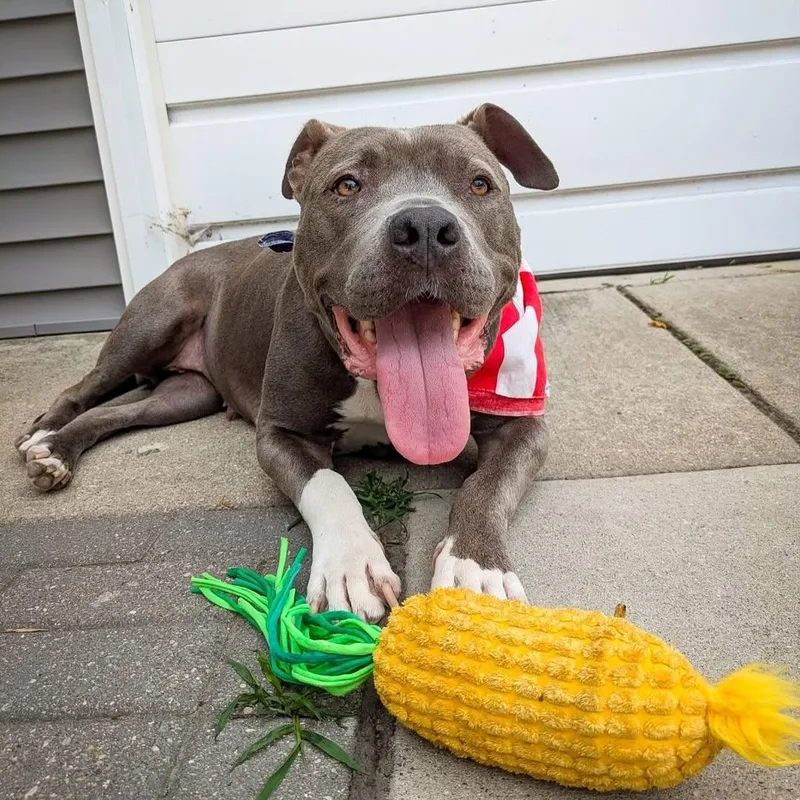 Valentine thumbnail 2