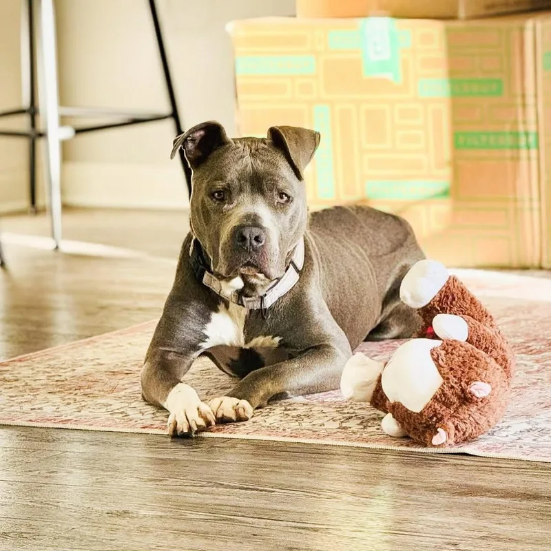 Valentine thumbnail 3