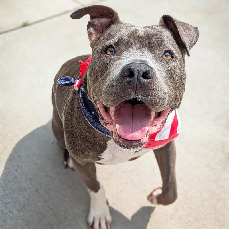 Valentine thumbnail 4