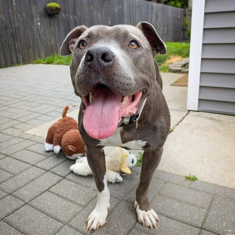 Valentine thumbnail 5