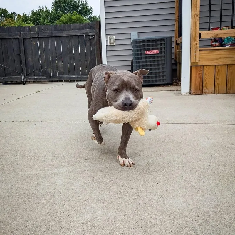 Valentine thumbnail 6