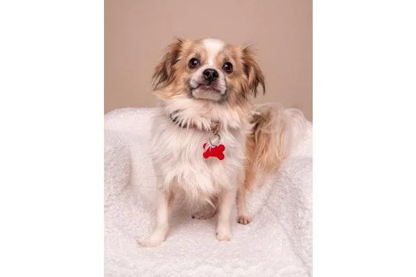 An adult small-sized male Tibetan Spaniel dog named Famous Amos for adoption in Palo Alto, CA