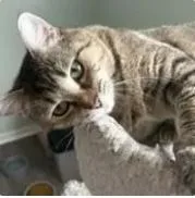 A young medium-sized female Domestic Short Hair cat named Mesa for adoption in Battle Creek, MI