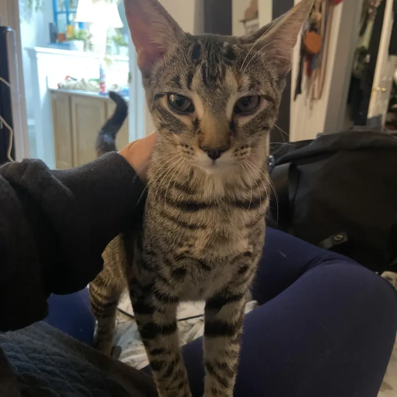 An adult large-sized female Black Domestic Medium Hair cat named Ginny for adoption in Pflugerville, TX