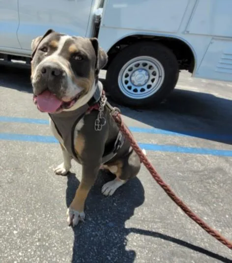 An adult large-sized male Pit Bull Terrier dog named Gollie for adoption in San Pedro, CA