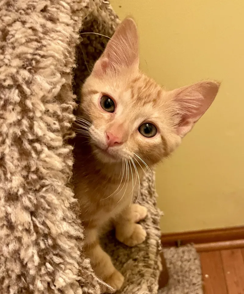 A baby medium-sized female Orange / Red Domestic Short Hair cat named Cedarwood Cherrywood for adoption in Columbus, OH