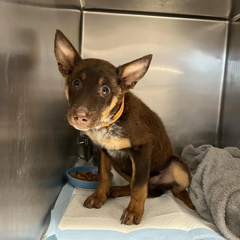 A baby small-sized female Red / Chestnut / Orange Siberian Husky dog named Toaster Strudel for adoption in East Saint Louis, IL