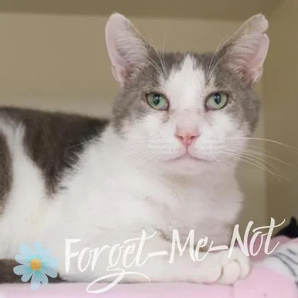 An adult medium-sized male Domestic Short Hair cat named Dannie for adoption in Verona, WI