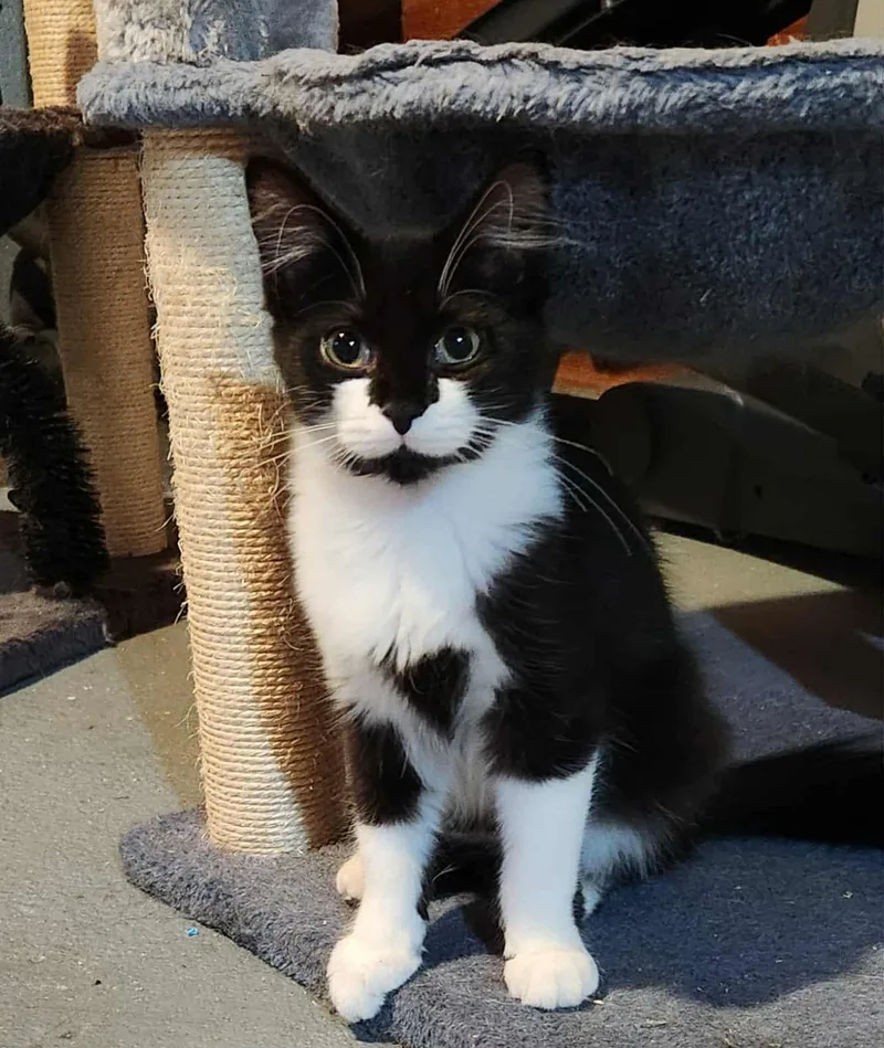 Biscotti thumbnail 3