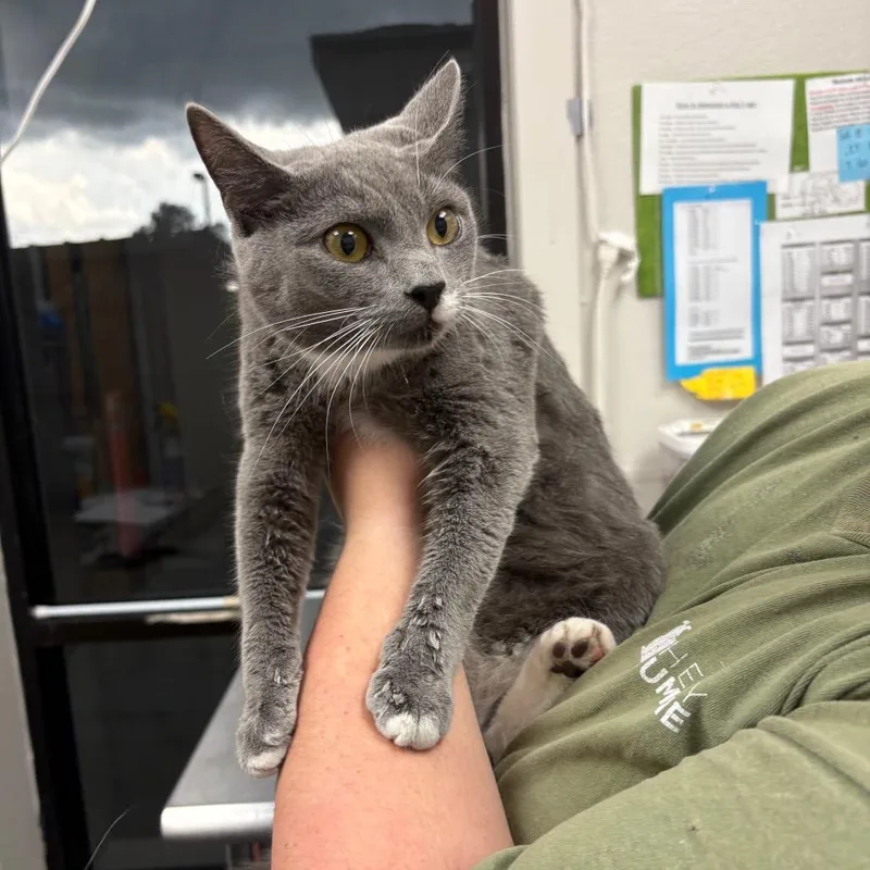 A young medium-sized female Gray / Blue / Silver Domestic Short Hair cat named Rutabaga for adoption in Columbiana, AL