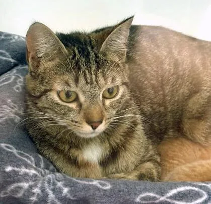 A young medium-sized female Domestic Short Hair cat named Scout for adoption in Fishers, IN