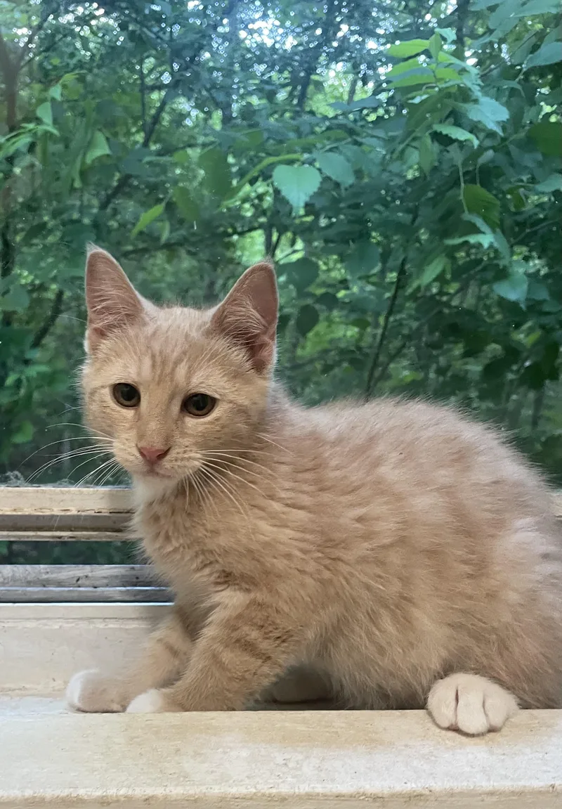 A baby small-sized male Buff & White Domestic Short Hair cat named Benny for adoption in Troy, NY