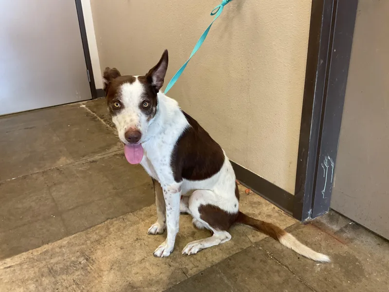 An adult large-sized male Australian Shepherd dog named Jed for adoption in Ontario, CA