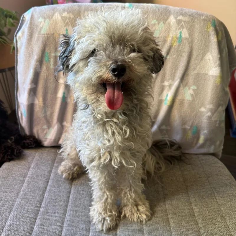 An adult small-sized male Gray / Blue / Silver Poodle dog named Sprout for adoption in Santa Barbara, CA
