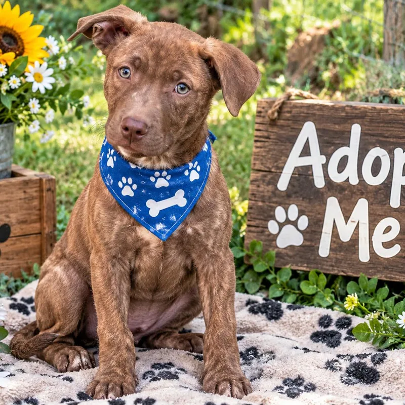 A baby medium-sized male Labrador Retriever dog named Bear for adoption in Locust Fork, AL
