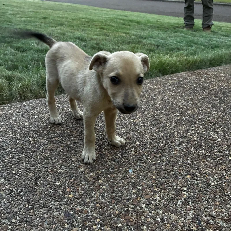 A baby small-sized male Yellow / Tan / Blond / Fawn Chihuahua dog named Hampton for adoption in Cordova, TN