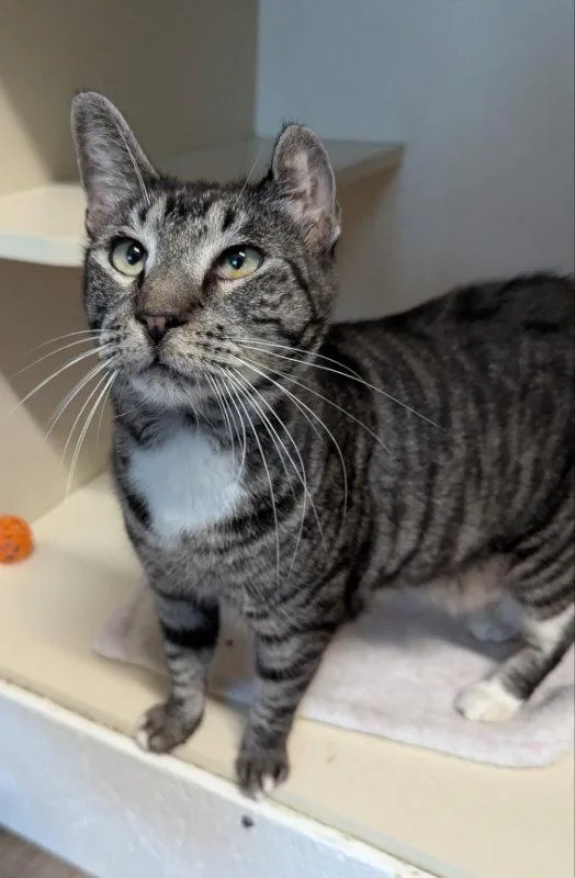 A senior medium-sized female Tabby cat named Tipsy for adoption in Ocala, FL