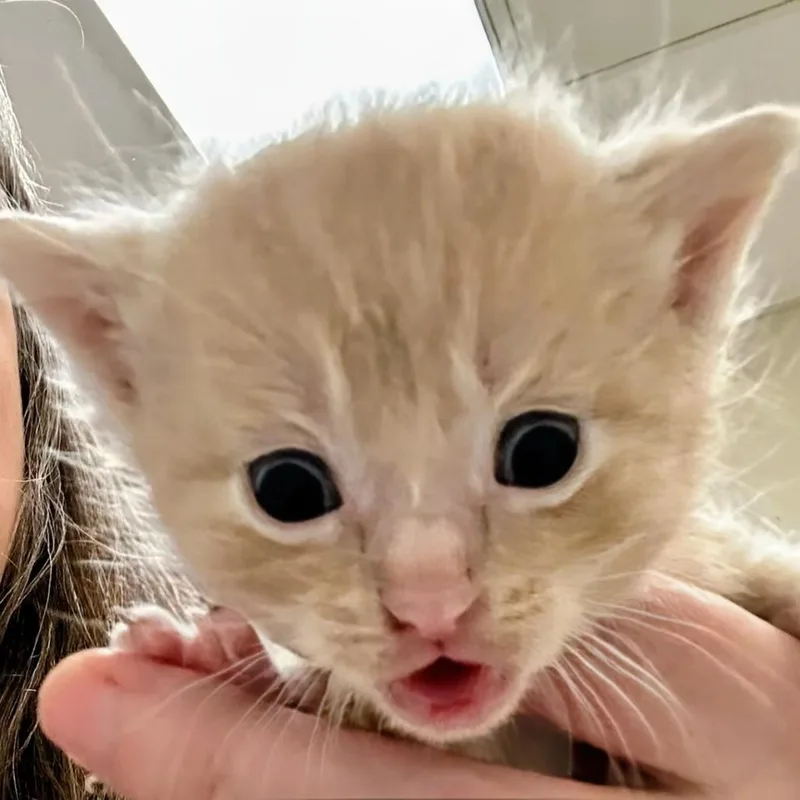 A baby small-sized male Buff / Tan / Fawn Domestic Short Hair cat named Alvin for adoption in Marysville, OH