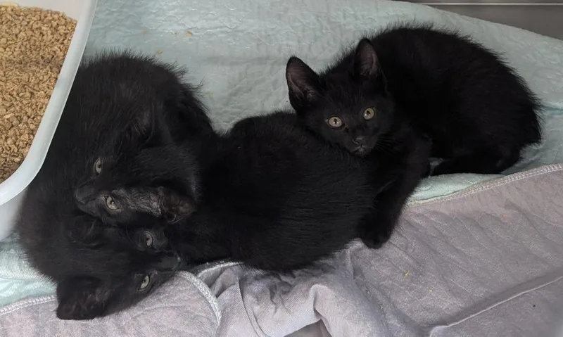 A baby medium-sized male Black Domestic Short Hair cat named Fagin Twist for adoption in Mount Vernon, OH
