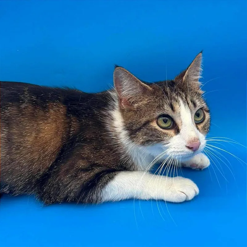 An adult small-sized female Brown / Chocolate Domestic Short Hair cat named Briar Rose for adoption in Plainfield, IL