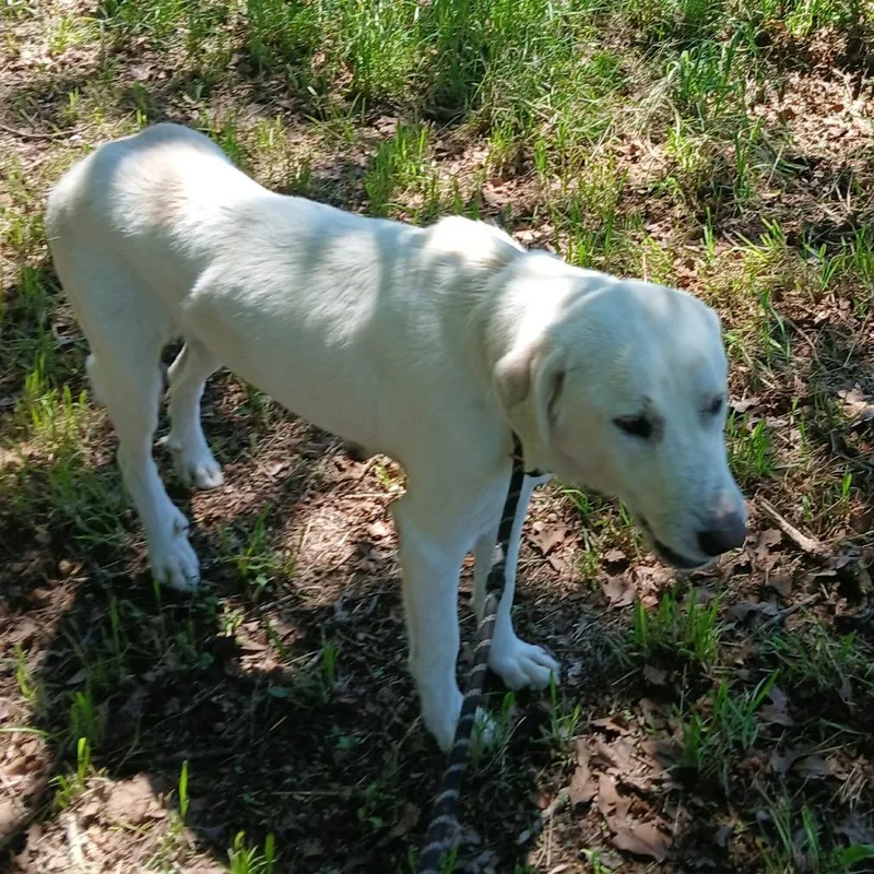 An adult large-sized female White / Cream Great Pyrenees dog named Minerva for adoption in Wadena, MN