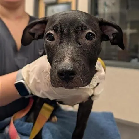 A baby small-sized female Black Mixed Breed dog named Icing for adoption in Jacksonville, FL