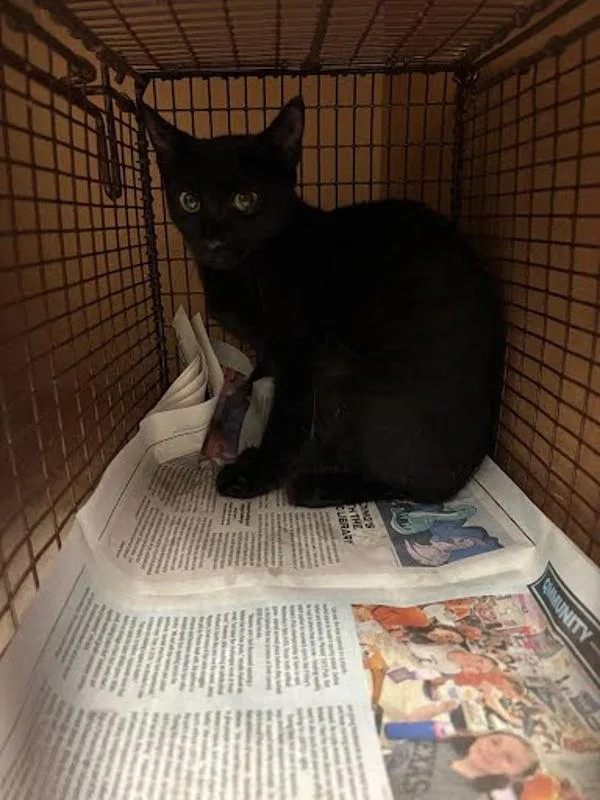 A baby small-sized female Domestic Short Hair cat named Rito for adoption in Austin, TX