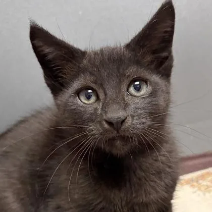 A young small-sized male Black Domestic Short Hair cat named Ed for adoption in North Myrtle Beach, SC