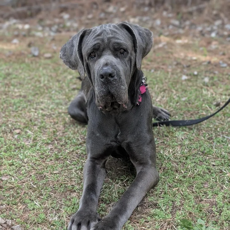 An adult large-sized female Gray / Blue / Silver Neapolitan Mastiff dog named Miss Maple for adoption in Covington, GA